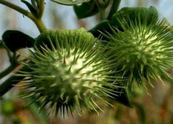 બાળકો રમતા રમતા આ ફળનું શાક બનાવી ખાઈ જતા થઇ ગયા બેભાન