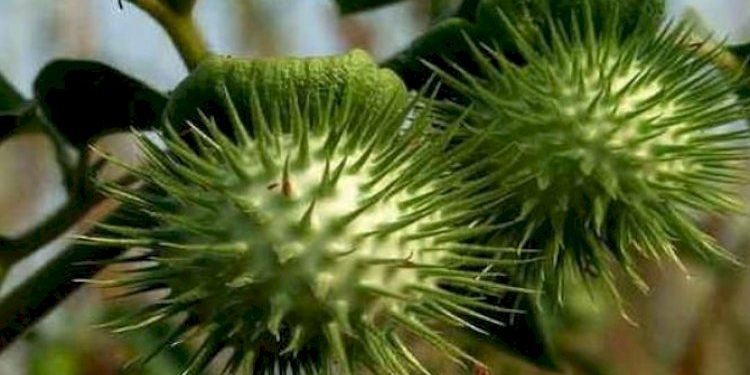 બાળકો રમતા રમતા આ ફળનું શાક બનાવી ખાઈ જતા થઇ ગયા બેભાન