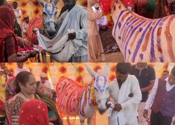 ગધેડીની ગોદભરાઈની રસમ, આશ્ચર્ય ના પામતા આ વાત સાચી છે 