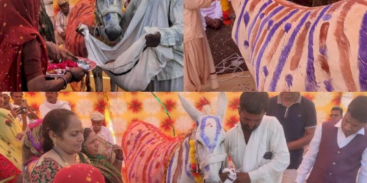 ગધેડીની ગોદભરાઈની રસમ, આશ્ચર્ય ના પામતા આ વાત સાચી છે