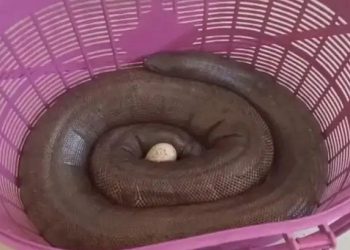 પોલીસે વાહન ચેકિંગ દરમિયાન આંધણી ચાકરણ સાથે 2 યુવકોને ઝડપી પાડ્યા