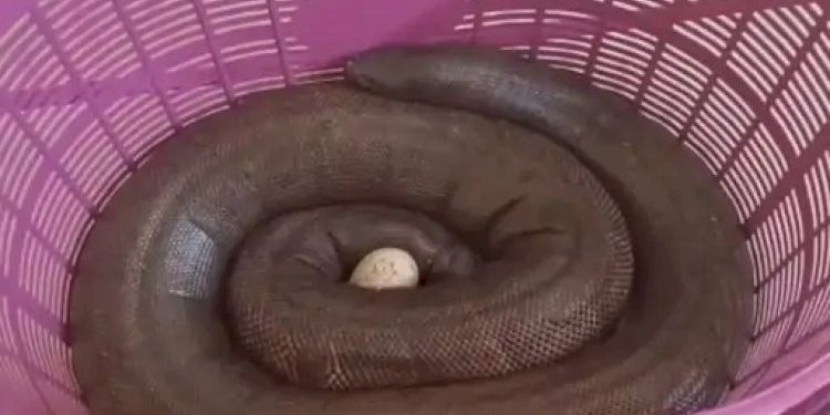 પોલીસે વાહન ચેકિંગ દરમિયાન આંધણી ચાકરણ સાથે 2 યુવકોને ઝડપી પાડ્યા