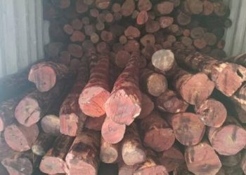 અહીંથી ઝડપાયો રક્તચંદનનો મોટો જથ્થો, કરોડોની થાય કીમત 