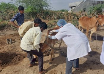 ગુજરાત સરકારે લમ્પી વાયરસને લઈને જાહેર કરી માર્ગદર્શિકા