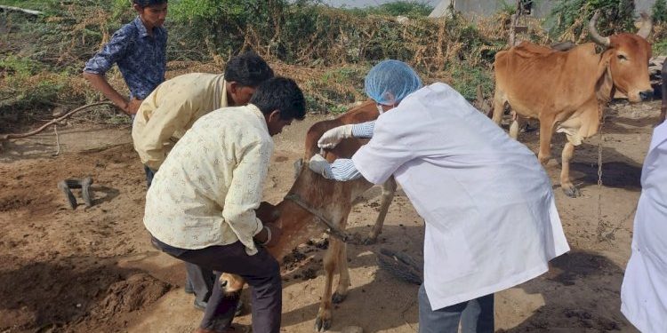 ગુજરાત સરકારે લમ્પી વાયરસને લઈને જાહેર કરી માર્ગદર્શિકા