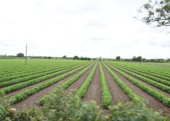 આગામી 48 કલાકમાં જામનગર સહિત રાજ્યભરમાં બિનખેતીના હુકમો અંગે હાઈકોર્ટે કહ્યું…..