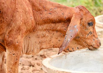 પશુઓમાં ફેલાઈ રહેલ આ બીમારીને લઈને રાજ્ય સરકારને પણ થવું પડ્યું સતર્ક