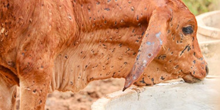 પશુઓમાં ફેલાઈ રહેલ આ બીમારીને લઈને રાજ્ય સરકારને પણ થવું પડ્યું સતર્ક