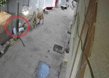 વૃદ્ધએ આખલાને લાકડી ફટકારતા આખલાએ એવા તો અડફેટ લીધા કે નીપજ્યું મોત 