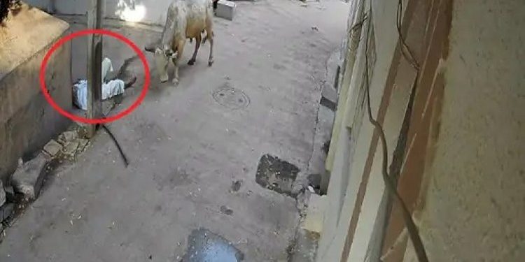 વૃદ્ધએ આખલાને લાકડી ફટકારતા આખલાએ એવા તો અડફેટ લીધા કે નીપજ્યું મોત