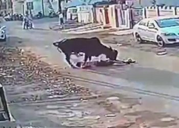 રખડતા ઢોરે વૃદ્ધને એવા તો અડફેટ લીધા કે પ્રાણપંખેરું ઉડી ગયું…