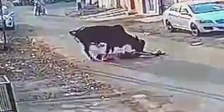 રખડતા ઢોરે વૃદ્ધને એવા તો અડફેટ લીધા કે પ્રાણપંખેરું ઉડી ગયું…