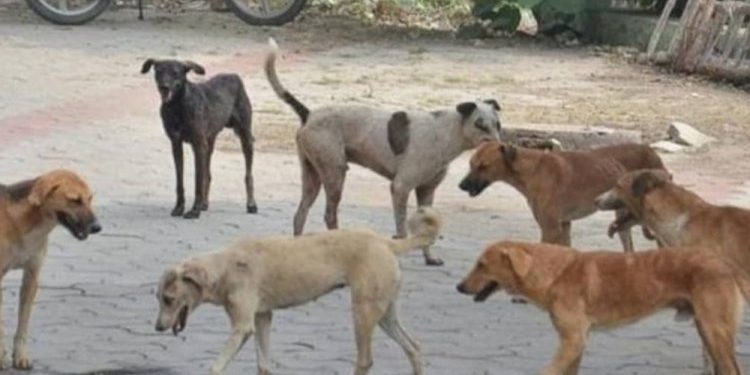 રખડતાં કૂતરાંઓનો ત્રાસ:કેન્દ્ર સરકારે આખરે ગાઈડલાઈન જાહેર કરી…..