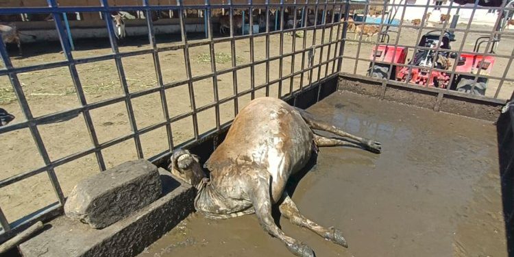 પશુઓને પકડવાની કામગીરીમાં માનવતા રાખવામાં આવે, આજે એક ગૌવંશનું થયું મોત:હિંદુ સેના