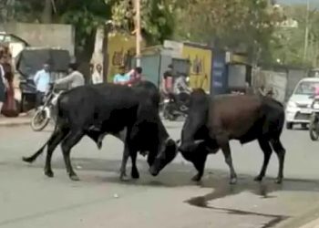 ભરબજારે આખલા યુદ્ધ, ટ્રેક્ટરચાલકે દાખવી હિમ્મત 