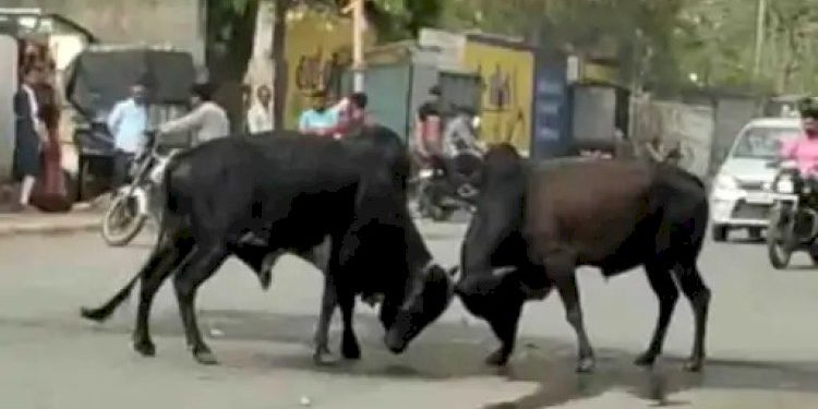 ભરબજારે આખલા યુદ્ધ, ટ્રેક્ટરચાલકે દાખવી હિમ્મત