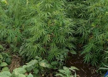 રીંગણા અને મરચા વચ્ચે ખેડૂતે કર્યું ગાંજાનું વાવેતર અને….