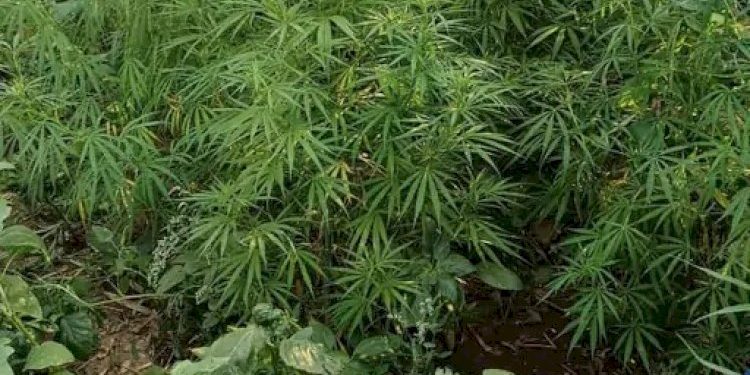 રીંગણા અને મરચા વચ્ચે ખેડૂતે કર્યું ગાંજાનું વાવેતર અને….