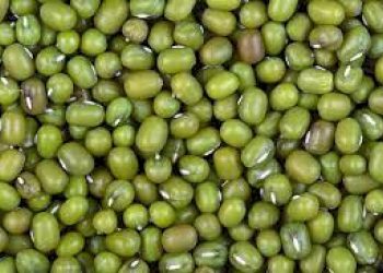 રાજ્યમાં 37 ખરીદ કેન્દ્રો ખાતે 1લી જૂનથી શરૂ થશે ઉનાળુ મગની ટેકાના ભાવે ખરીદી