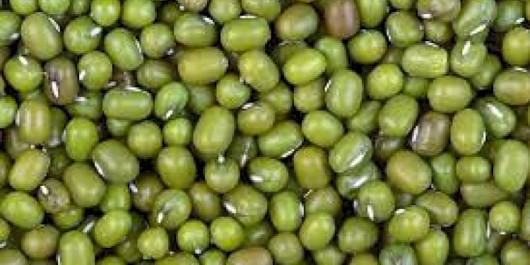 રાજ્યમાં 37 ખરીદ કેન્દ્રો ખાતે 1લી જૂનથી શરૂ થશે ઉનાળુ મગની ટેકાના ભાવે ખરીદી