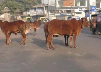 રખડતાં ઢોર મુદે સરકારની માર્ગદર્શિકા જાહેર:અમલવારી થઈ શકશે ?!