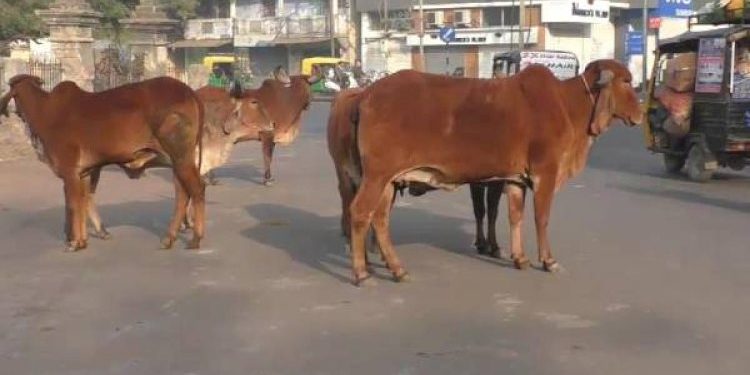 રસ્તે રઝળતા ઢોર, સરકારે હાઈકોર્ટમાં 5000 પાનાનો રીપોર્ટ રજુ કર્યો 