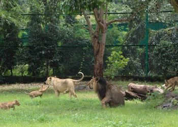 વિશ્વ સિંહ દિવસ- 3 મહિના પહેલા જન્મેલ ગંગા, જમુના અને સરસ્વતી પોતાના ભાઇ સાથે પિંજરામાં પહેલી વાર ટહેલવા નીકળ્યા