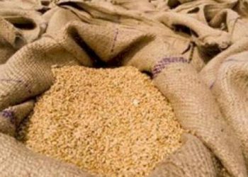 ખેડૂતે રૂપિયા 6 લાખનાં ઘઉં સરકારને આપ્યા, સરકાર નાણાં ચૂકવતી નથી !