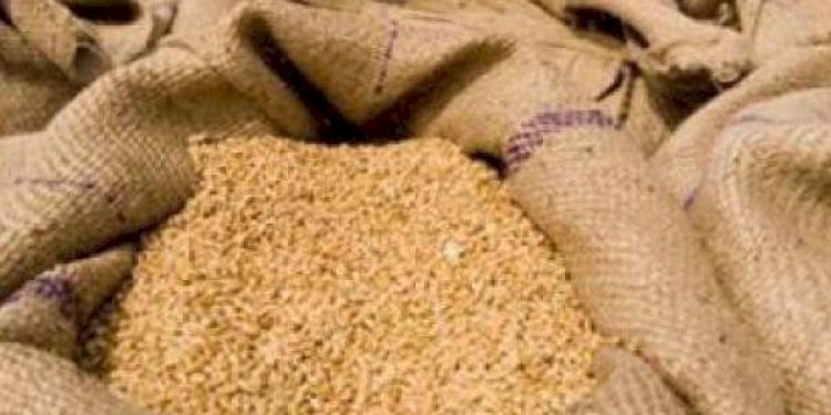 ખેડૂતે રૂપિયા 6 લાખનાં ઘઉં સરકારને આપ્યા, સરકાર નાણાં ચૂકવતી નથી !