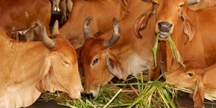 દ્વારકામાં દબાણોનો મામલો સળગ્યો, ગૌશાળાને નોટિસ ફટકારાતાં મોટી બબાલ શરૂ