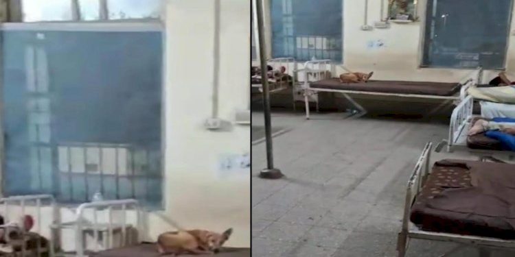 જામનગર: જીજી હોસ્પીટલમાં હદ થઇ ગઈ, કુતરા દર્દીના પલંગ પર સુએ છે