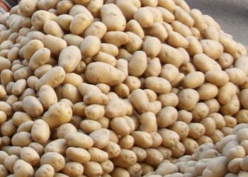 બટાટાં ખાતાં પહેલાં સતર વખત વિચારવું પડે- તેવી સ્થિતિ  !!