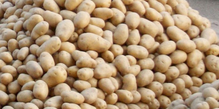 બટાટાં ખાતાં પહેલાં સતર વખત વિચારવું પડે- તેવી સ્થિતિ  !!