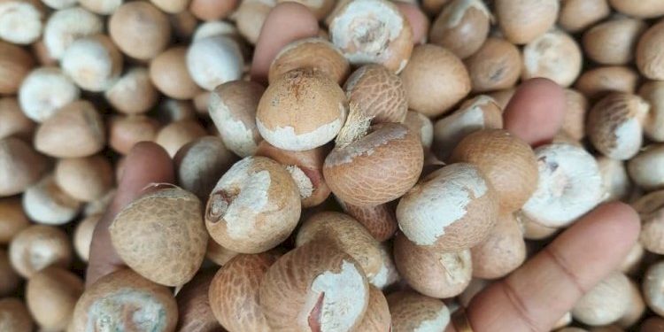 200 કરોડની દાણચોરીમાં  જામનગરનું નામ આવ્યું….