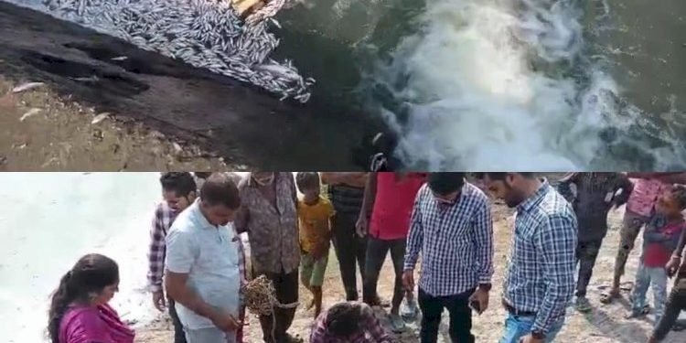 જામનગરમાં તેજાબના સ્લગને કારણે હજારો માછલાંઓના મોત !