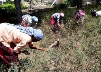 ગ્રામ્ય ખેતમજૂરોને ઓછું મહેનતાણું મળે છે: RBI ડેટા 