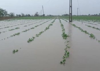 માવઠાંથી નુકસાનીનો સર્વે કરાવશે સરકાર: પ્રવક્તામંત્રી 