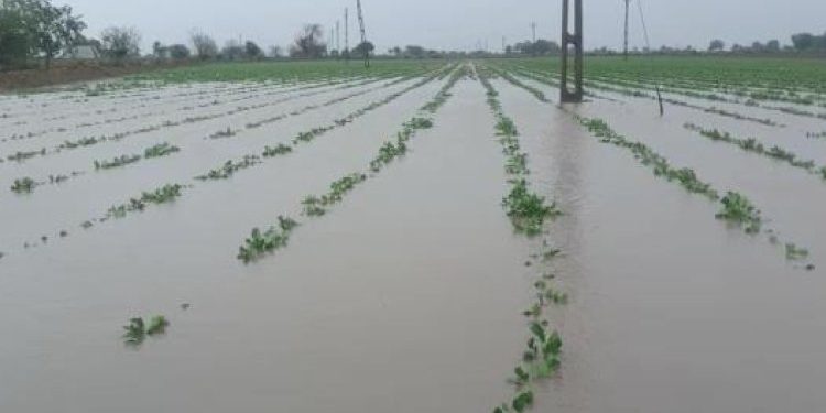 માવઠાંથી નુકસાનીનો સર્વે કરાવશે સરકાર: પ્રવક્તામંત્રી