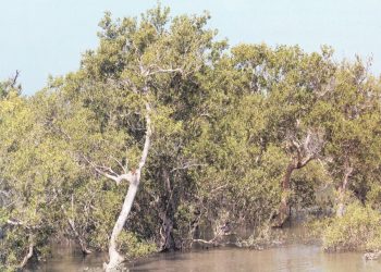 ચેર સહિતના વૃક્ષોનું વાવેતર: બંને બાજુઓ જાણવાલાયક