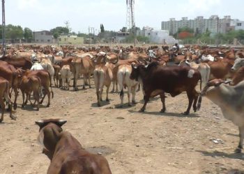 જામ્યુકોના ઢોર ડબ્બામાંથી 994 પશુઓ અદ્રશ્ય ?!