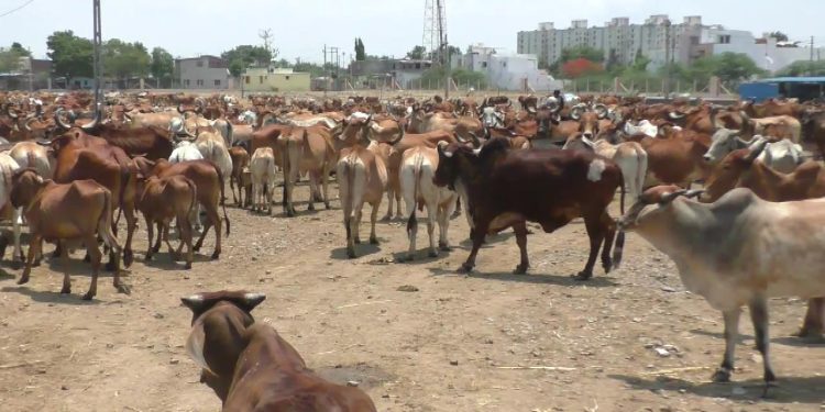 જામ્યુકોના ઢોર ડબ્બામાંથી 994 પશુઓ અદ્રશ્ય ?!