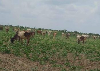 સરકારનો એજન્ડા : ગૌચરની જમીનો વેચી નાંખવા માટે હોય છે