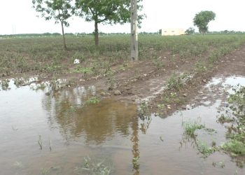 સતત અને ભારે વરસાદથી હાલારમાં ખેડૂતોને કરોડોનું નુકસાન..