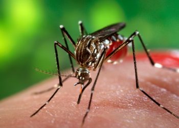 પૂર અને ભારે વરસાદ પછી પાણીજન્ય અને વાહક-જન્ય રોગચાળાથી બચવા શું કરશો…વાંચો આ અહેવાલ