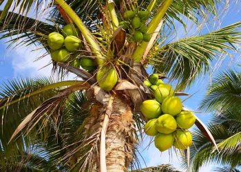 વિશ્વ નાળિયેર દિવસ, ગુજરાતમાંથી ઉત્પાદનના 33 ટકા નાળિયેરની થઇ રહી છે નિકાસ