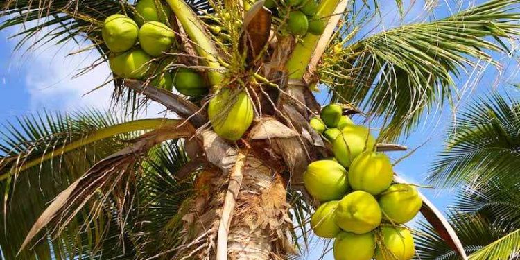 વિશ્વ નાળિયેર દિવસ, ગુજરાતમાંથી ઉત્પાદનના 33 ટકા નાળિયેરની થઇ રહી છે નિકાસ