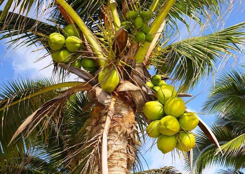 વિશ્વ નાળિયેર દિવસ, ગુજરાતમાંથી ઉત્પાદનના 33 ટકા નાળિયેરની થઇ રહી છે નિકાસ