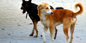 જામનગર : દર 24 કલાકમાં 50 લોકોને કૂતરાં બટકાં ભરી લ્યે છે…