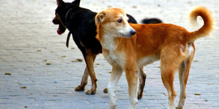 જામનગર : દર 24 કલાકમાં 50 લોકોને કૂતરાં બટકાં ભરી લ્યે છે…