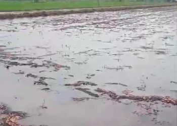 દ્વારકા જિલ્લામાં વધુ એક વખત વરસાદી રાઉન્ડથી કેટલાય ખેતરો ખેદાનમેદાન